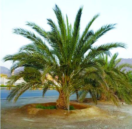توريد نخيل السعوديه